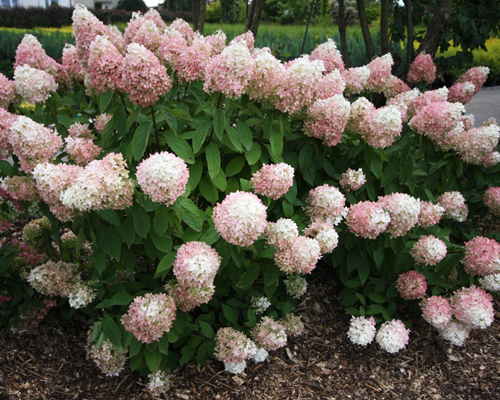 Гортензия метельчатая Меджикал Свит Саммер (Hydrangea paniculata Magical Sweet Summer)