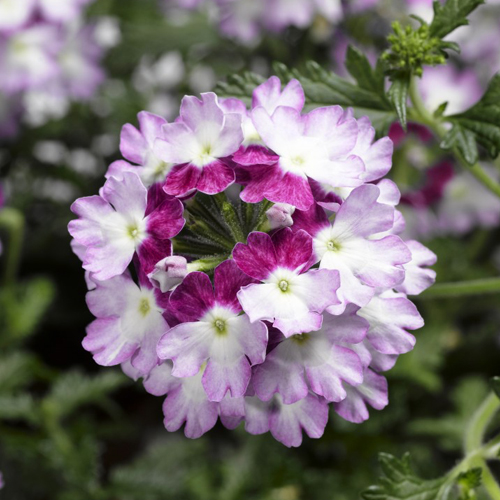 Вербена ампельная Обсешн Каскад Виолет Твистер (Verbena hybrida Obsession Cascade Violet Twister)