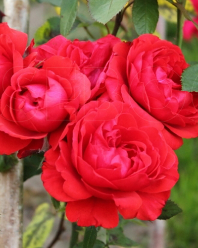 роза Файер Кинг (Fire King)