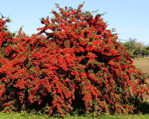 Пираканта ярко-красная Ред Колумн (Pyracantha coccinea Red Column)