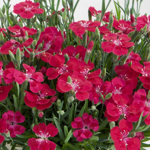 Dianthus hybrida Pillow Magenta