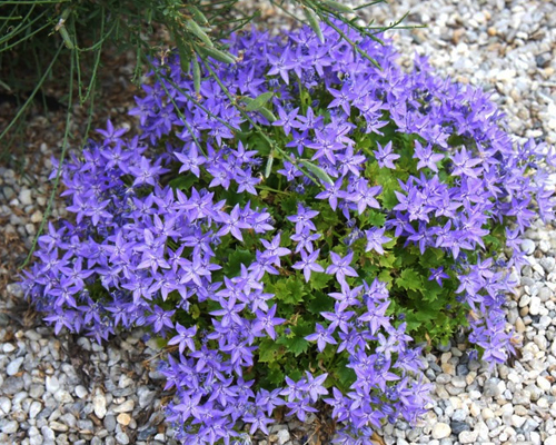 Колокольчик гарганский (Campanula garganica)