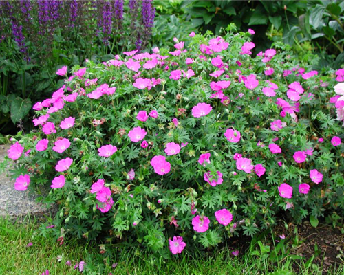 Герань садовая кроваво-красная (Geranium sanguineum) Герань садовая кроваво-красная (Geranium sanguineum)