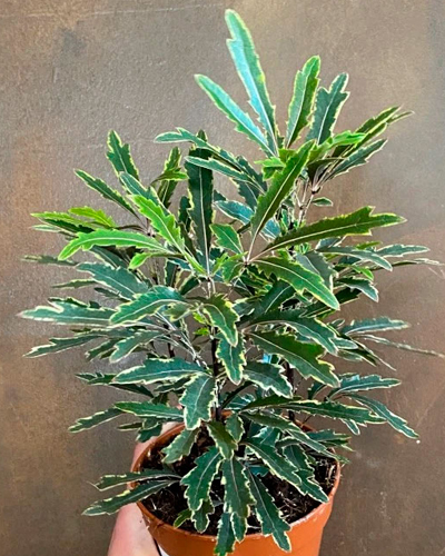 Дизиготека Элегантиссима (Dizygotheca elegantissima)