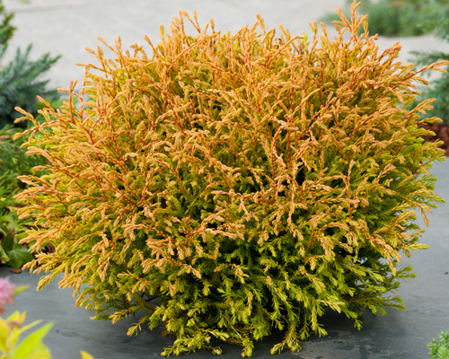 Туя западная Голден Таффет (Thuja occidentalis Golden Tuffet)