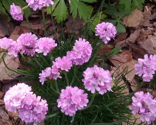 Армерия приморская Рошен (Armeria maritima Roeschen) Армерия приморская Рошен (Armeria maritima Roeschen)
