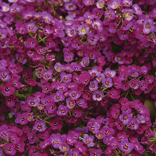 Алиссум Эстер Бонет Виолет (Alyssum Easter Bonnet Violet)