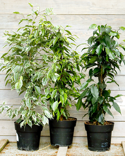 Фикус бенджамина микс (Ficus benjamina)