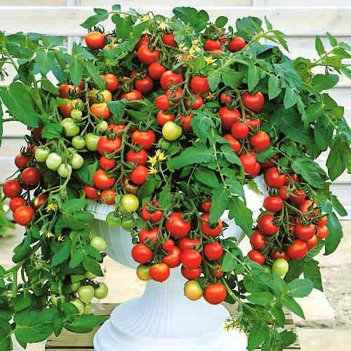 Томат Снегирек