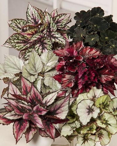 Бегония Меджик Колорс (Begonia Magic Color)