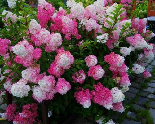 Гортензия метельчатая Фрейз Мельба (Hydrangea paniculata Fraise Melba) Гортензия метельчатая Фрейз Мельба (Hydrangea paniculata Fraise Melba)