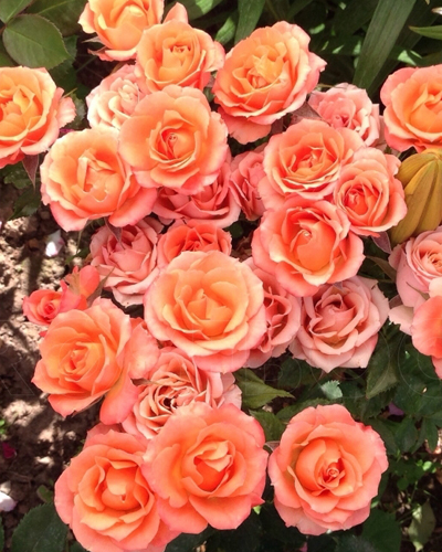 роза Оранж Джувел (Orange Juwel)