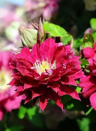 Clematis Akafuji