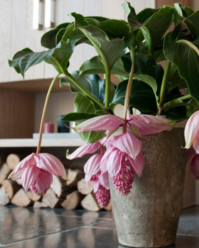 Мединилла Магнифика (Medinilla magnifica)