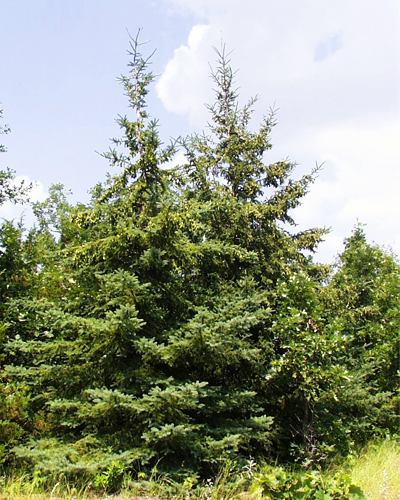 Ель канадская сизая (Picea glauca)
