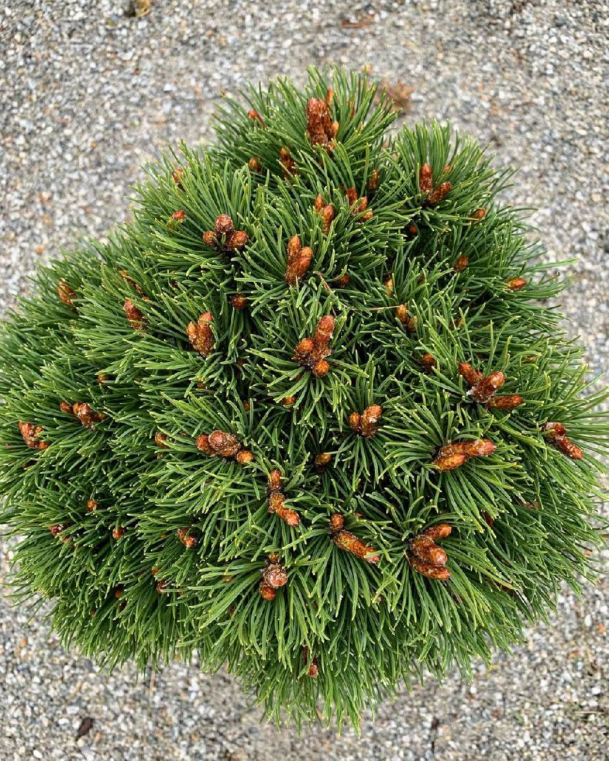 Сосна горная Хайдеперле (Heideperle)