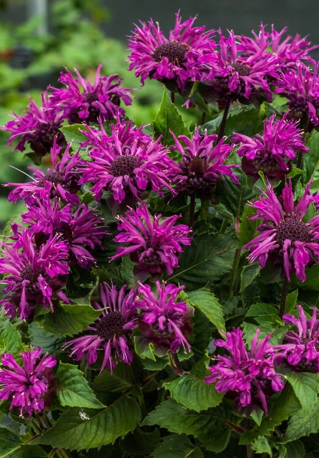 Monarda hybrida Bee Pure