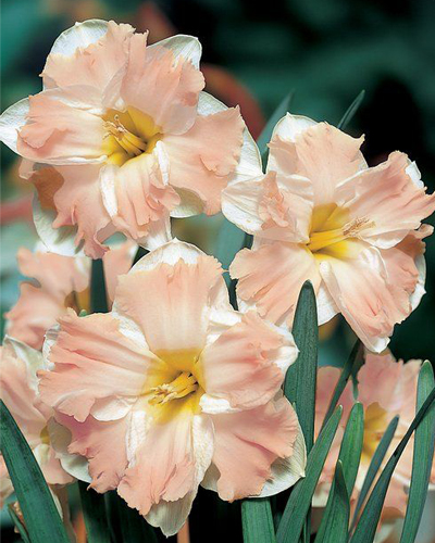 Нарцисс Split Palmares