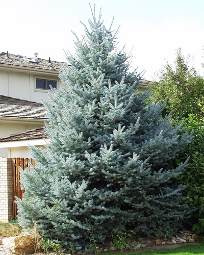 Ель колючая Фат Альберт (Picea pungens Fat Albert)
