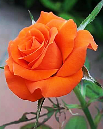 роза Оранж Краш (Orange Crush)