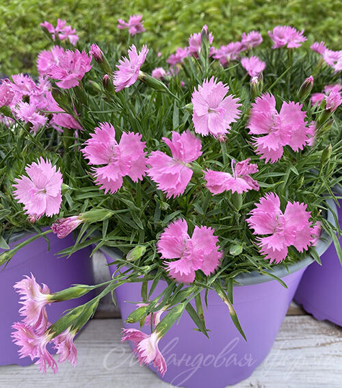 Гвоздика бьютис Вида