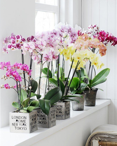 Фаленопсис гибрид Миди (Phalaenopsis Midi hybrid)