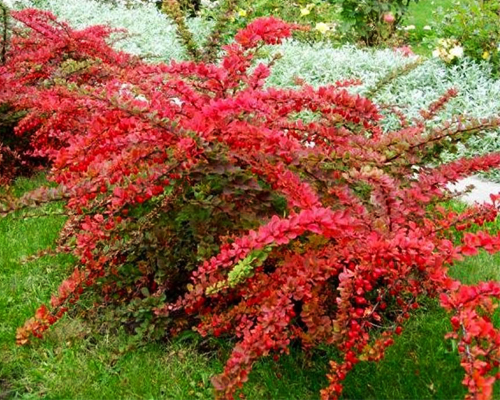 Барбарис тунберга Ред Карпет (Berberis thunbergii Red Carpet)