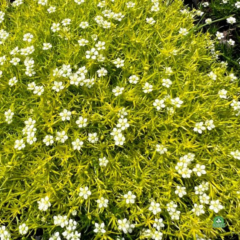 Мшанка шиловидная Ауреа Мшанка шиловидная Ауреа