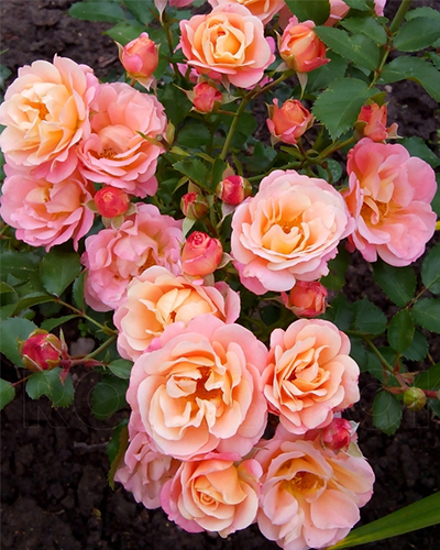 роза Кубана роза Кубана