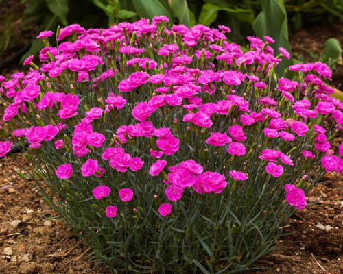 Гвоздика гибридная Претти Бекки (Dianthus plumarius Pretty Becky)