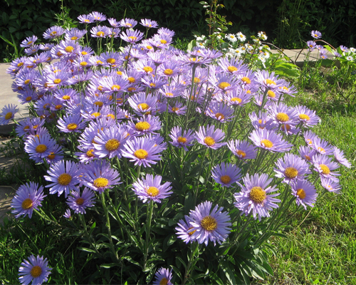 Астра новоанглийская Пурпл Дом (Aster novae-angliae)