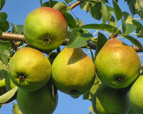 Груша Гранд Чемпион