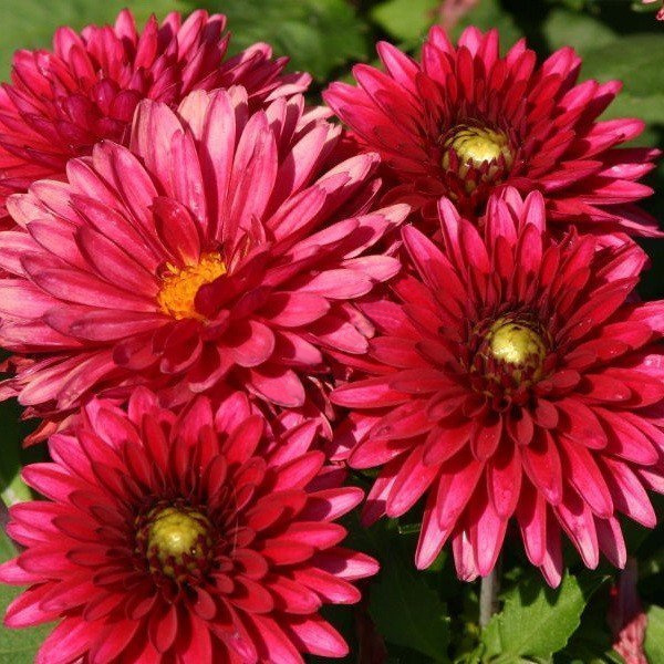 Георгин Frivolous Glow