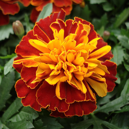Тагетес отклоненный Бонанза Хармони (Tagetes patula Bonanza Harmony)