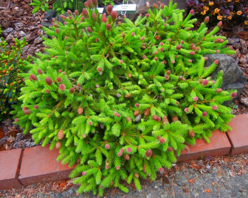 Ель обыкновенная Пуш (Picea abies Pusch)