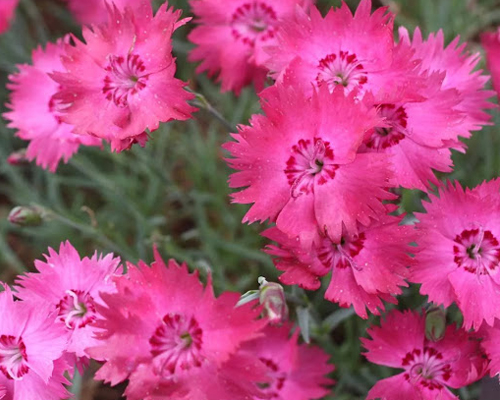 Гвоздика серовато-голубая Роткепчен (Dianthus gratianopolitanus Rotkappchen)