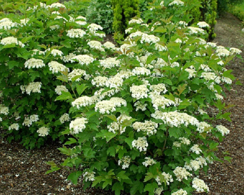 Калина обыкновенная Компактум (Viburnum opulus Compactum)