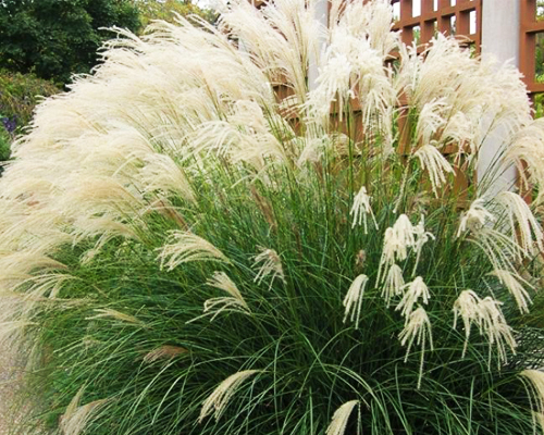 Мискантус китайский Грациелла (Miscanthus sinensis Graziella)