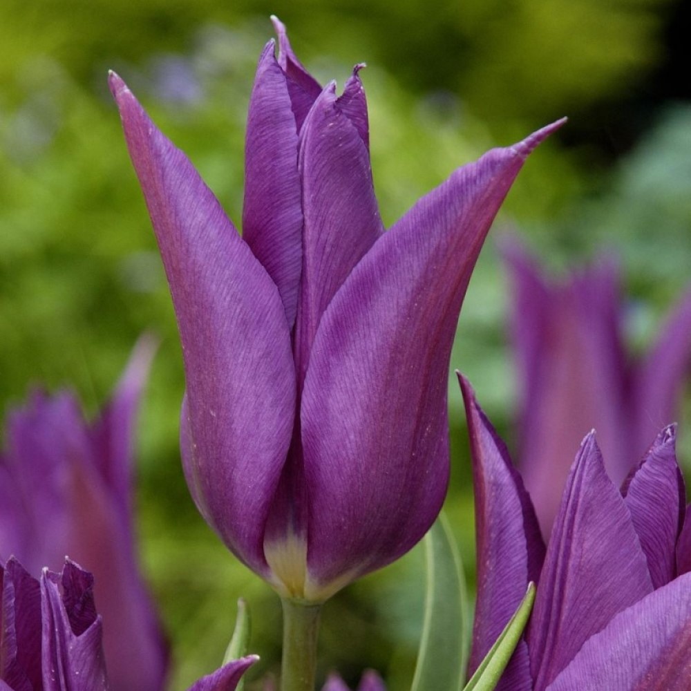 Тюльпан Lily-flowered Purple Dream