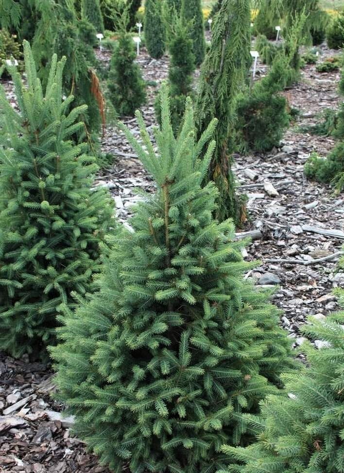Ель канадская Синдерелла (Picea glauca Cinderella)