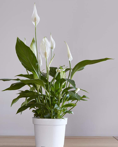 Спатифиллум Торелли (Spathiphyllum Torelli)