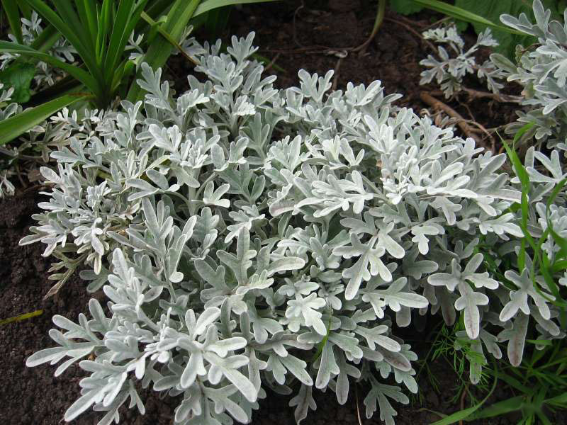 Artemisia stelleriana