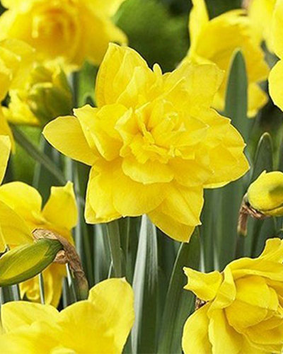 нарцисс дукат нарцисс дукат