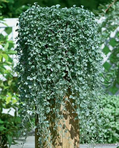 Дихондра серебристая Серебряный Водопад (Dichondra argentea Silver Falls)