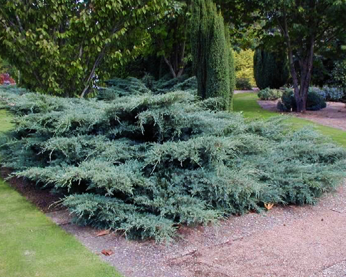 Можжевельник средний Глаука (Juniperus x media Pfitzeriana Glauca)