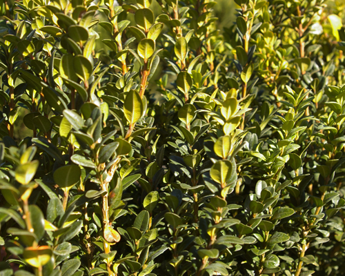 Самшит вечнозеленый Хэндсвортиенсис (Buxus sempervirens Handsworthiensis)