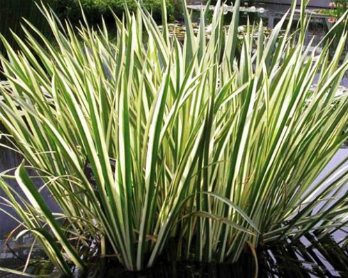 Аир болотный / обыкновенный Вариегата (Acorus calamus Variegatus) Аир болотный / обыкновенный Вариегата (Acorus calamus Variegatus)