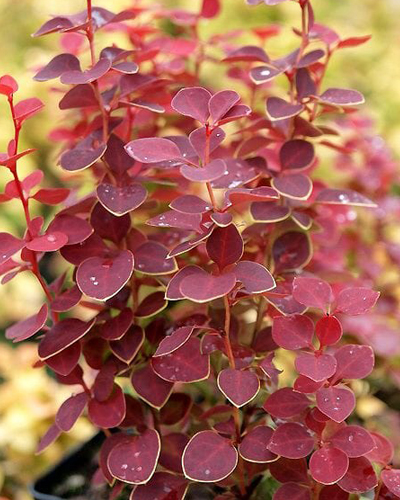 Барбарис тунберга Чикита (Berberis thunbergii Chiquita)
