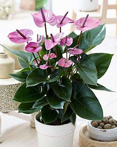 Антуриум андре Кавалли (Anthurium andraeanum Cavalli)