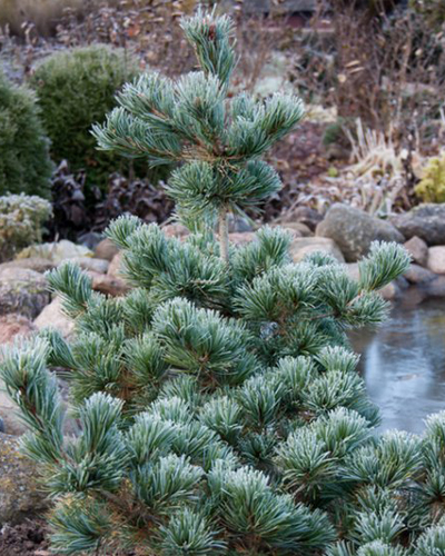 Сосна мелкоцветковая Фукай (Pinus parviflora Fukai)